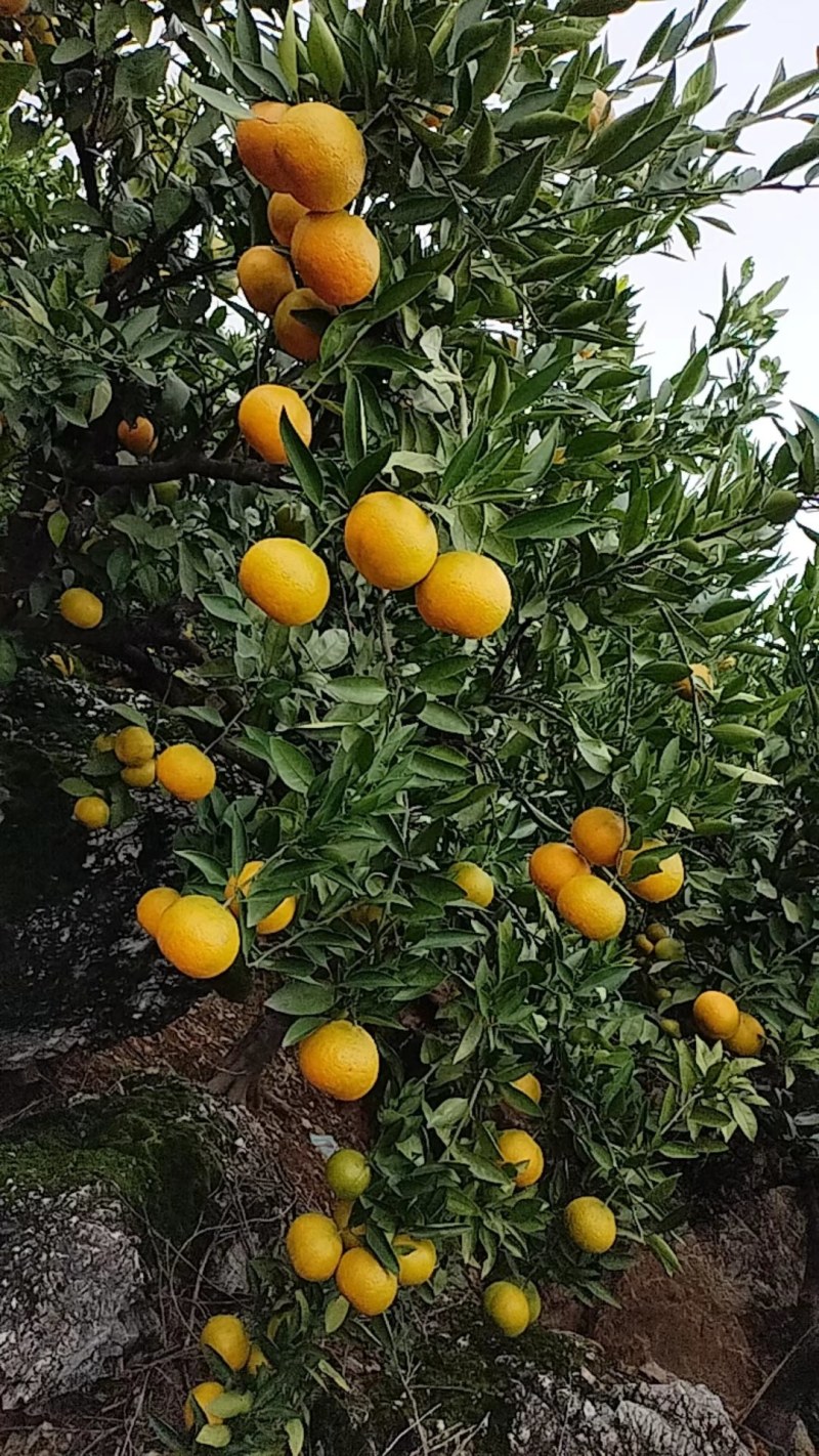 南阳内乡杨沟柑橘