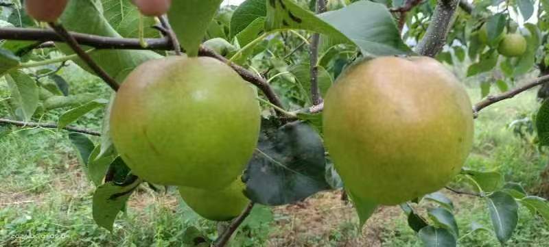黄陵翡翠梨
