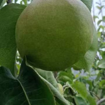 黄陵翡翠梨
