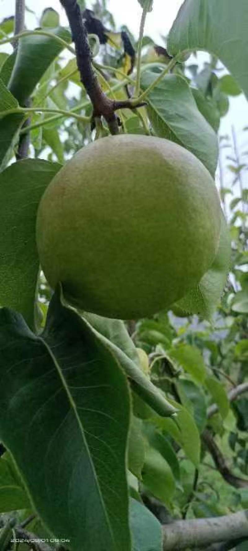 黄陵翡翠梨