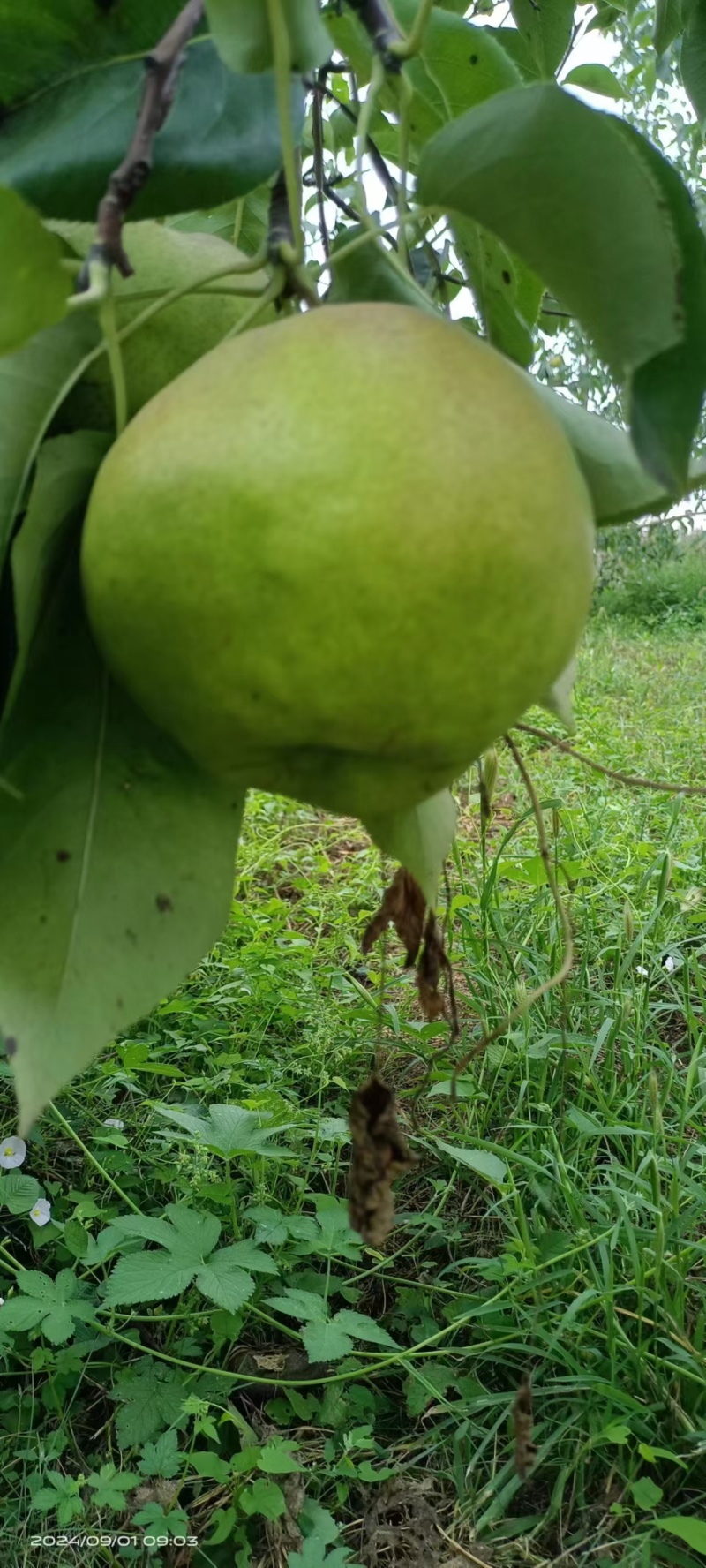 黄陵翡翠梨