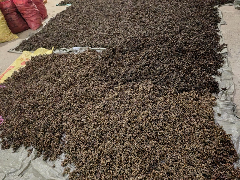 野生拐枣，又名拐椒。可以作为药材也可以泡酒和零食吃。