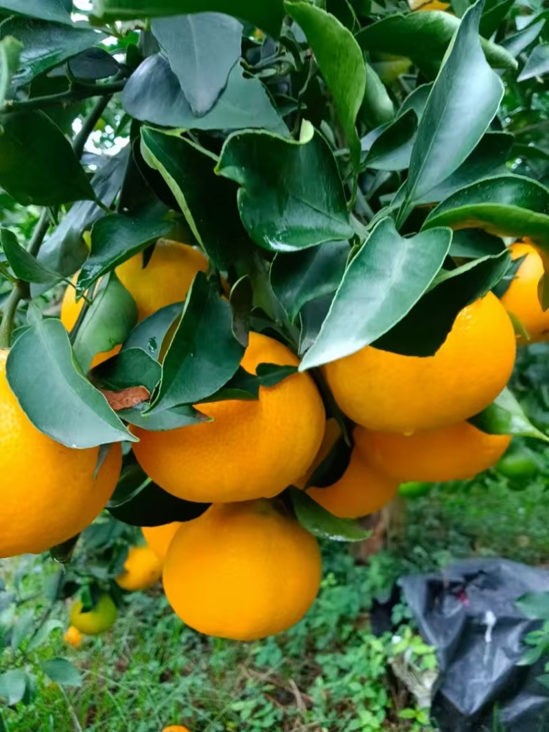 爱媛果冻橙上市了大量有货欢迎骚扰