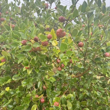 有机、富硒山茶籽油。自有1200亩有机油茶基地，可常年供货。