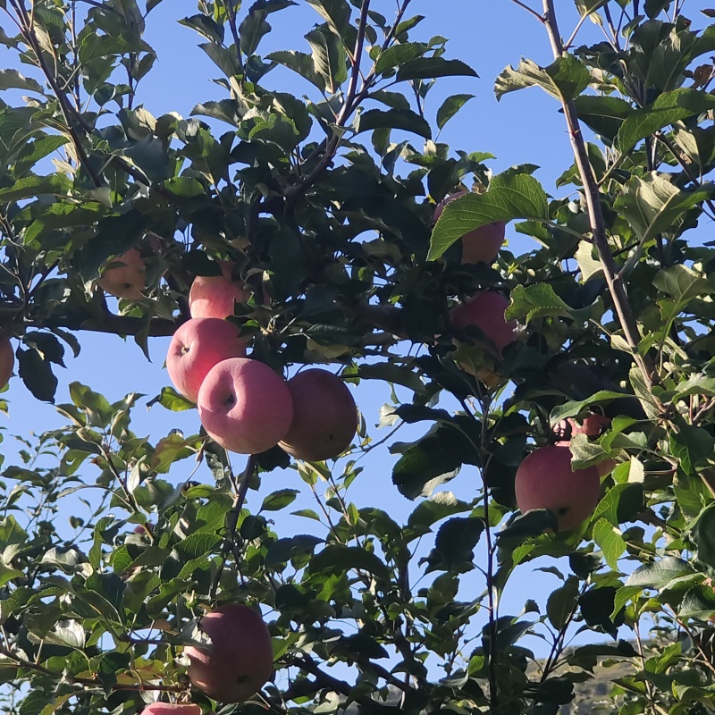 静宁红富士苹果，天水花牛苹果