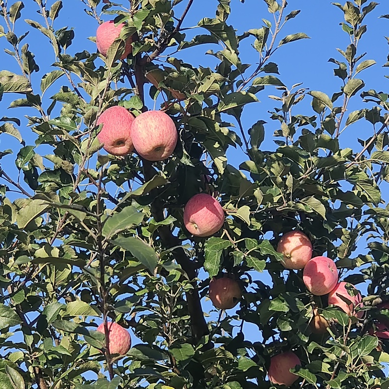 静宁红富士苹果，天水花牛苹果