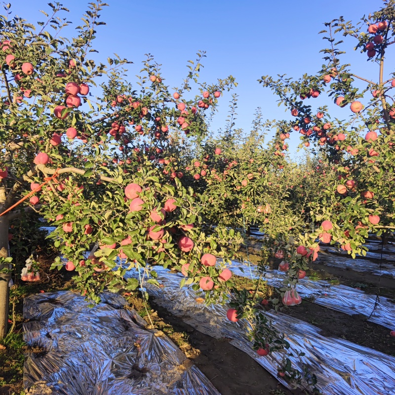 静宁红富士苹果，天水花牛苹果