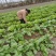 黄心大白菜