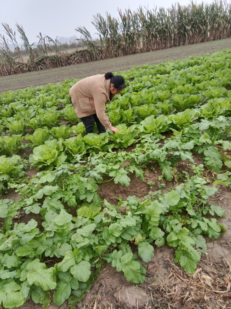 黄心大白菜