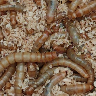 黄粉虫