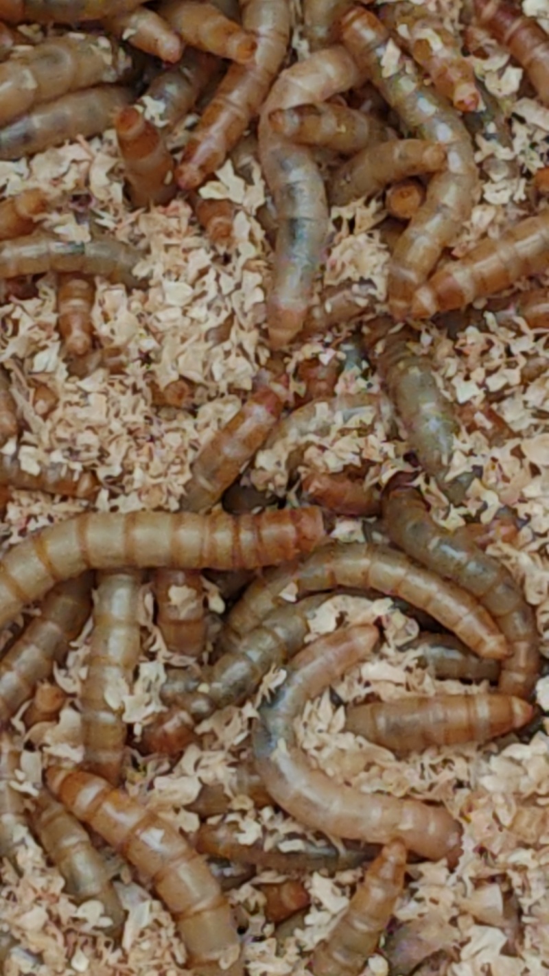 黄粉虫