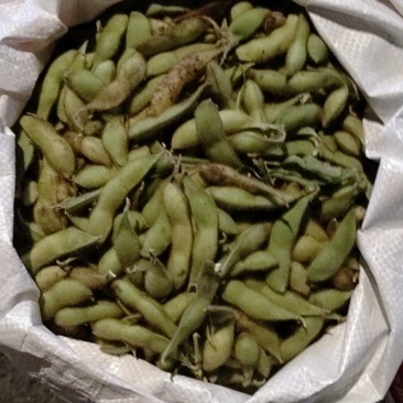 农家毛豆