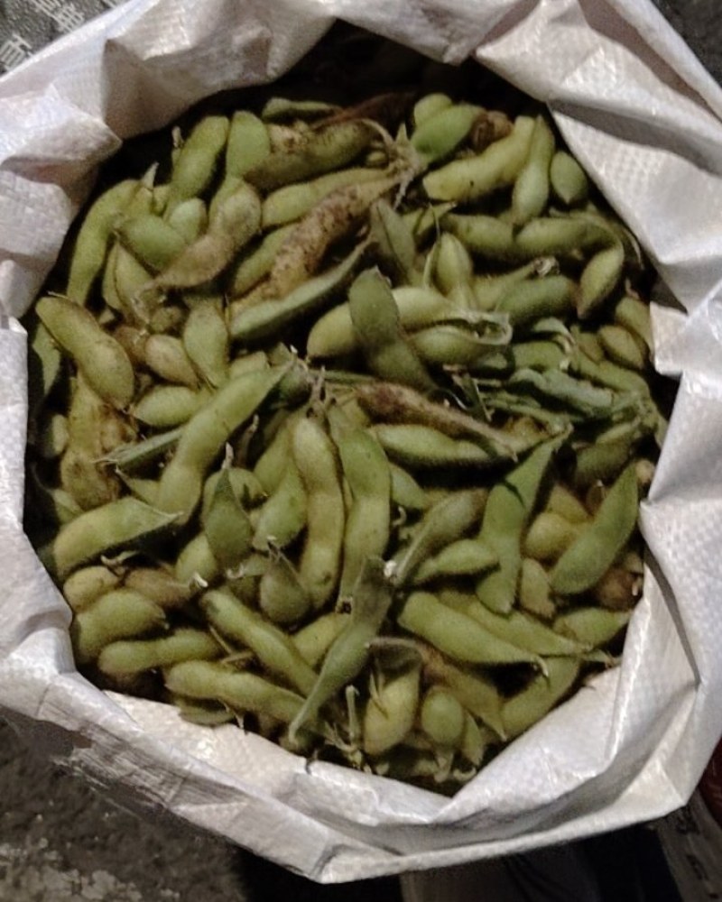 农家毛豆