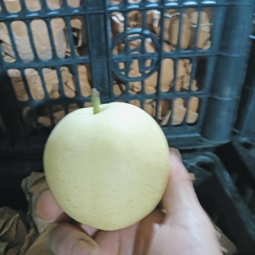 原纸袋黄冠梨