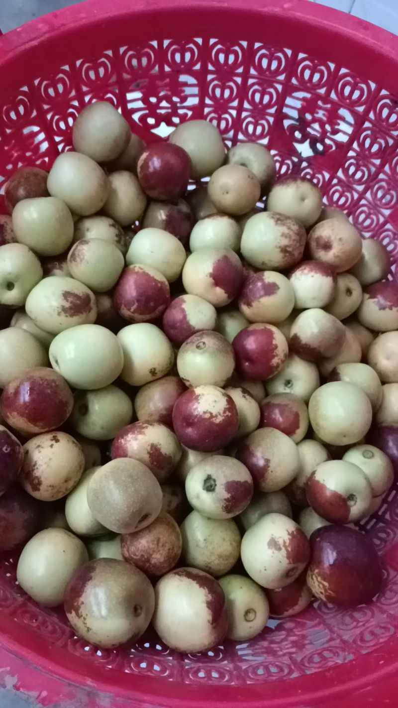 大荔冬枣