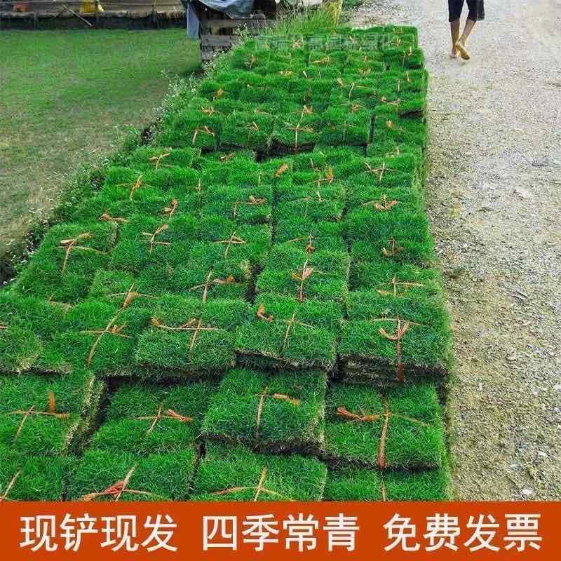草皮真草坪带泥土别墅花园四季青果岭草台湾草马尼拉庭院矮生草皮