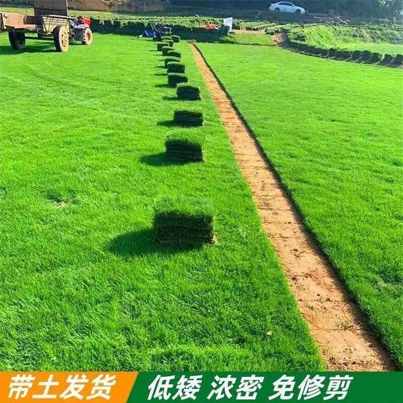 草皮真草坪带泥土别墅花园四季青果岭草台湾草马尼拉庭院矮生草皮
