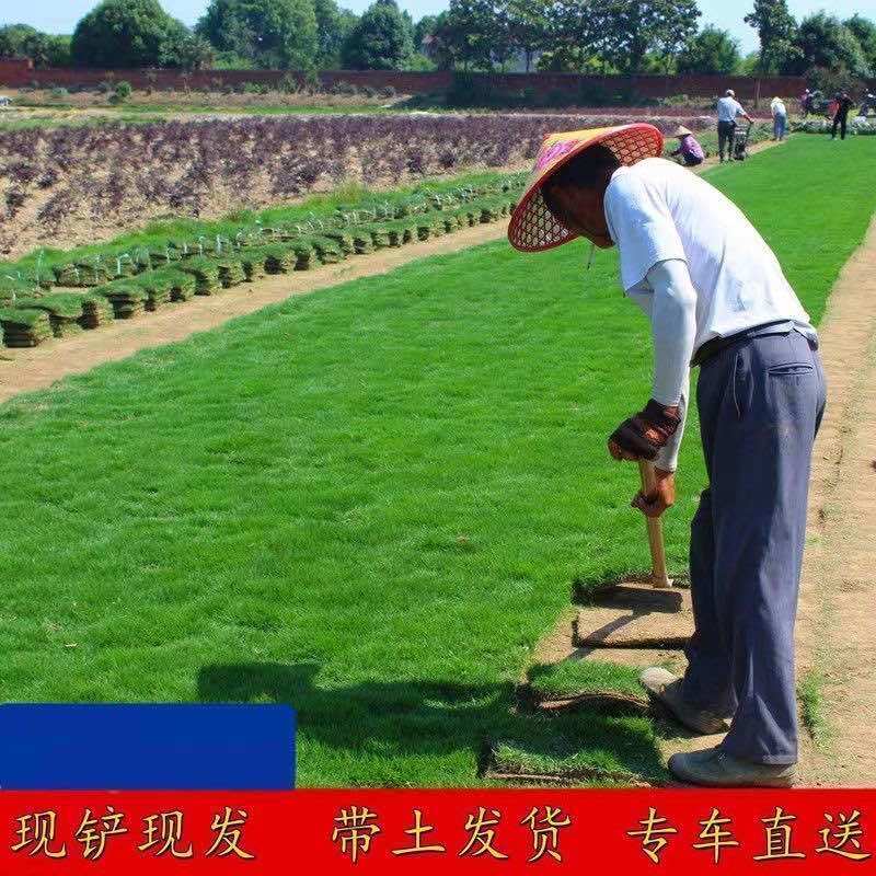 草皮真草坪带泥土别墅花园四季青果岭草台湾草马尼拉庭院矮生草皮