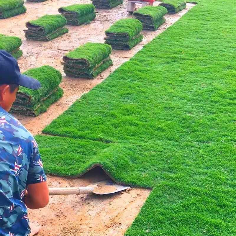 草皮真草坪带泥土别墅花园四季青果岭草台湾草马尼拉庭院矮生草皮