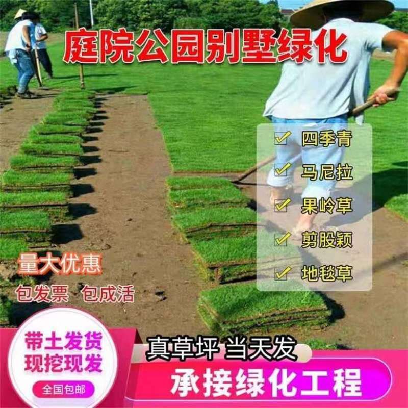草皮真草坪带泥土别墅花园四季青果岭草台湾草马尼拉庭院矮生草皮