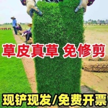 草皮真草坪带泥土别墅花园四季青果岭草台湾草马尼拉庭院矮生草皮