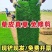 草皮真草坪带泥土别墅花园四季青果岭草台湾草马尼拉庭院矮生草皮