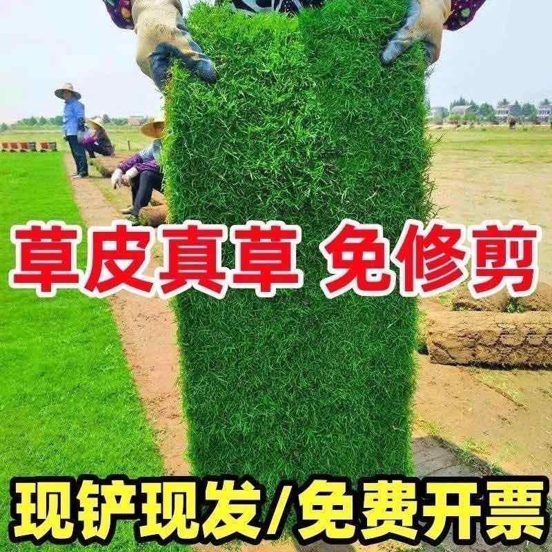 草皮真草坪带泥土别墅花园四季青果岭草台湾草马尼拉庭院矮生草皮
