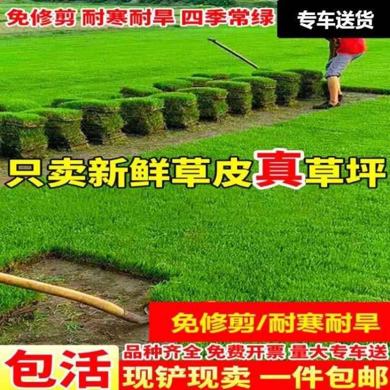 草皮真草坪带泥土别墅花园四季青果岭草台湾草马尼拉庭院矮生草皮