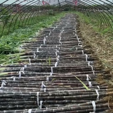 黑皮水果甘蔗数量：10根/捆高度：可吃部分2.4米