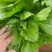 芥菜大量上市，欢迎老板订购
