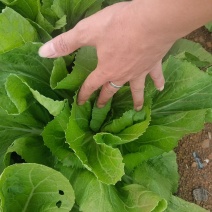 芥菜大量上市，欢迎老板订购