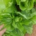 芥菜大量上市，欢迎老板订购