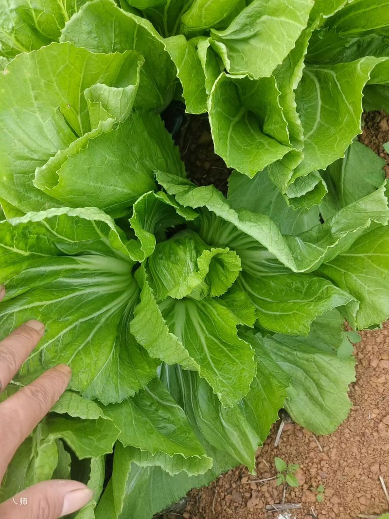 芥菜大量上市，欢迎老板订购