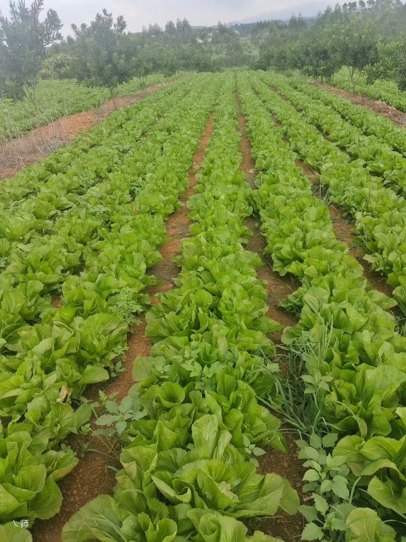 芥菜大量上市，欢迎老板订购