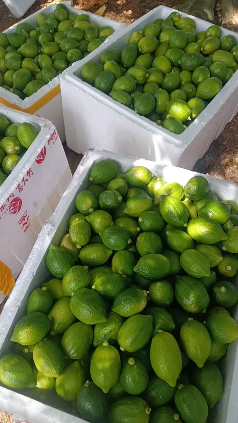 广东香水柠檬