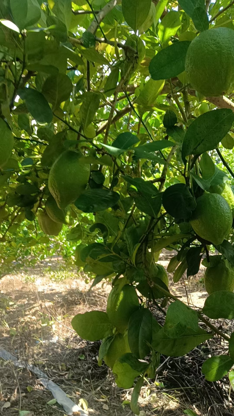 广东香水柠檬