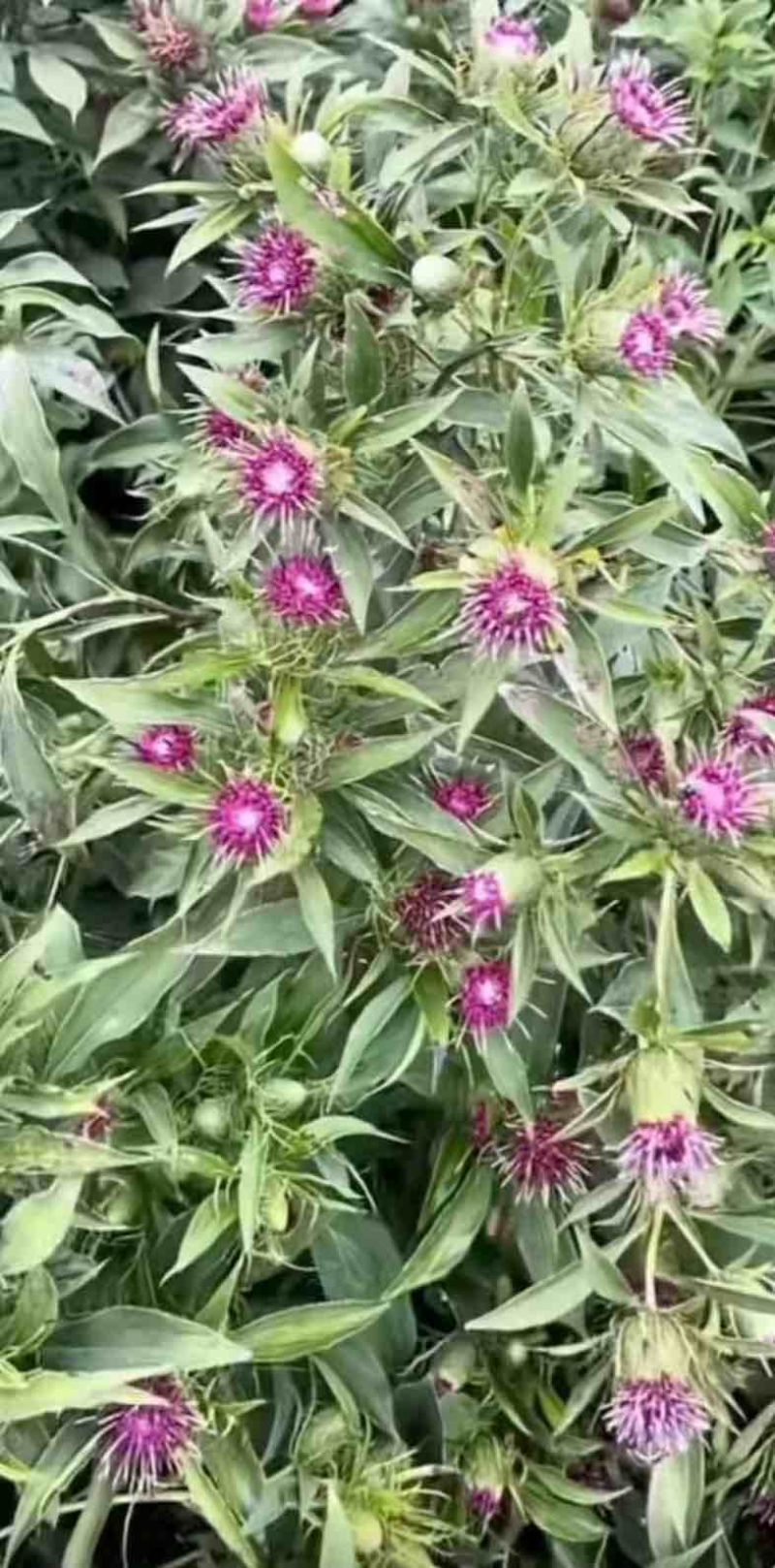 二年鲜货白术