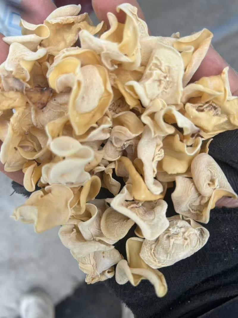 白玉木耳大量批发一手货源产地货源电商供货