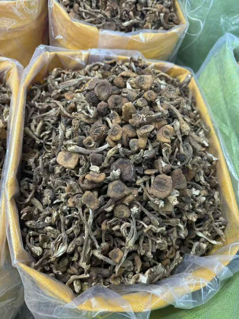 榛蘑批发源头供应电商供货一手货源产地发货