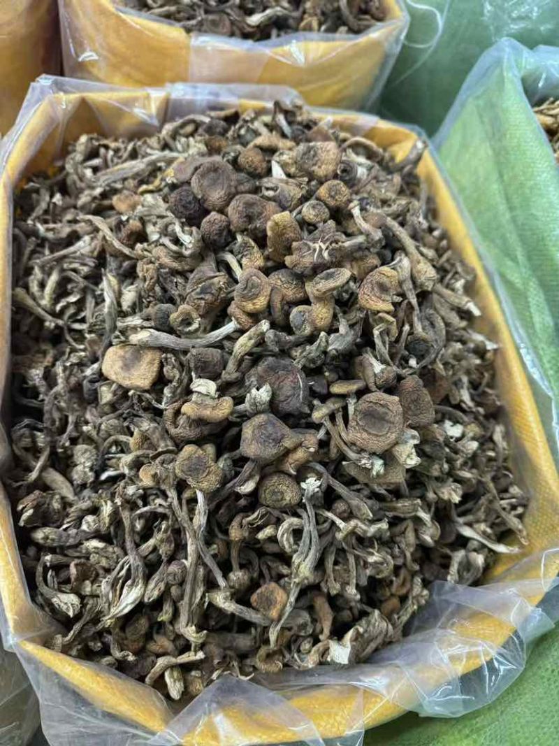 榛蘑批发源头供应电商供货一手货源产地发货