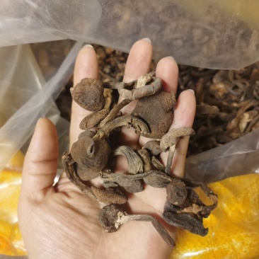 榛蘑批发源头供应电商供货一手货源产地发货