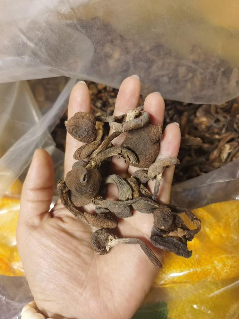 榛蘑批发源头供应电商供货一手货源产地发货