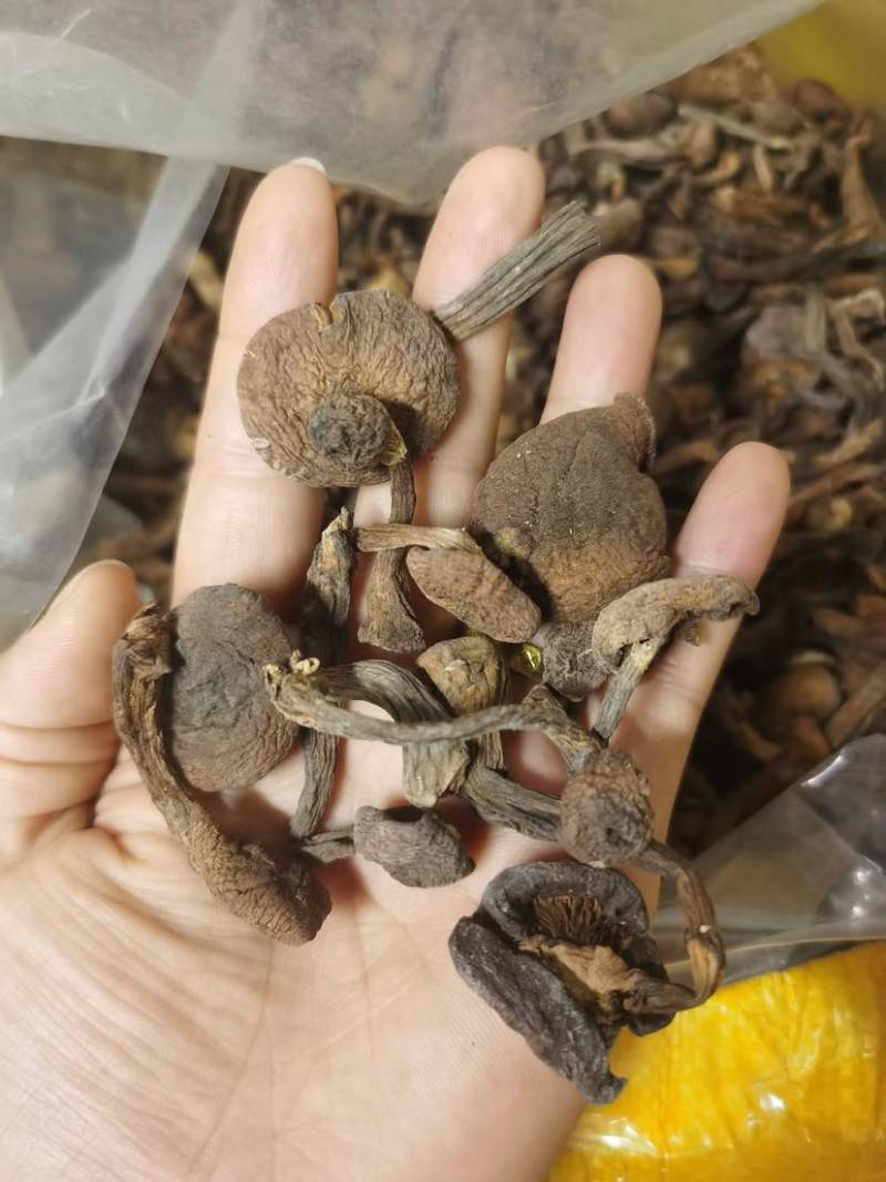 榛蘑批发源头供应电商供货一手货源产地发货