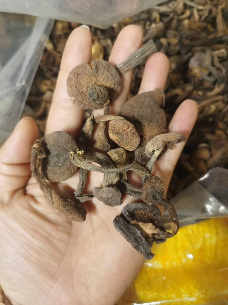 榛蘑批发源头供应电商供货一手货源产地发货