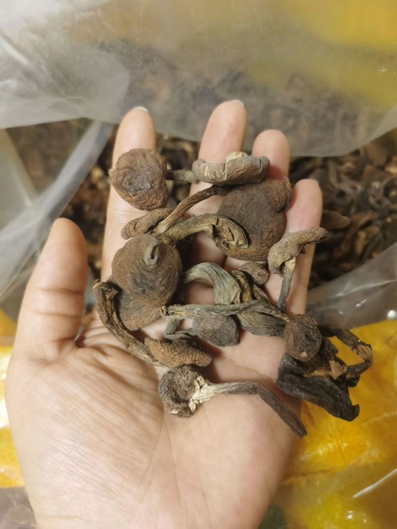 榛蘑批发源头供应电商供货一手货源产地发货