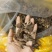 榛蘑批发源头供应电商供货一手货源产地发货