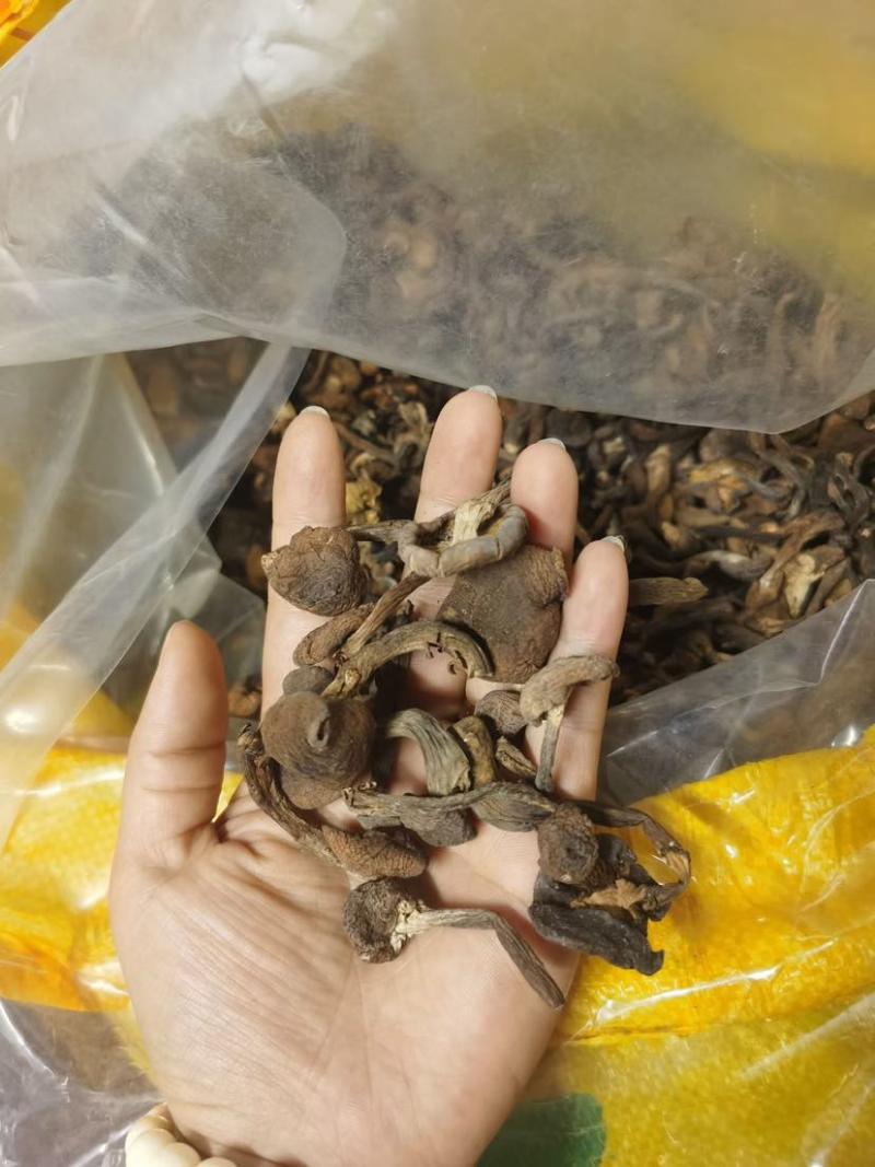 榛蘑批发源头供应电商供货一手货源产地发货