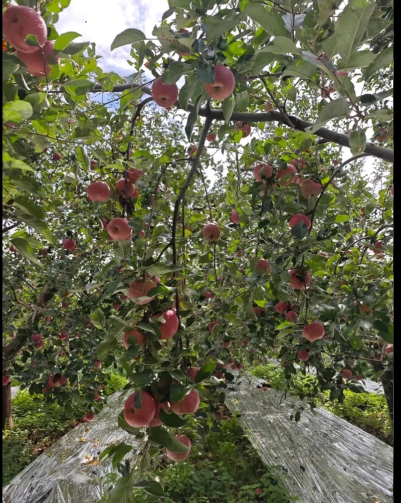 大凉山丑苹果