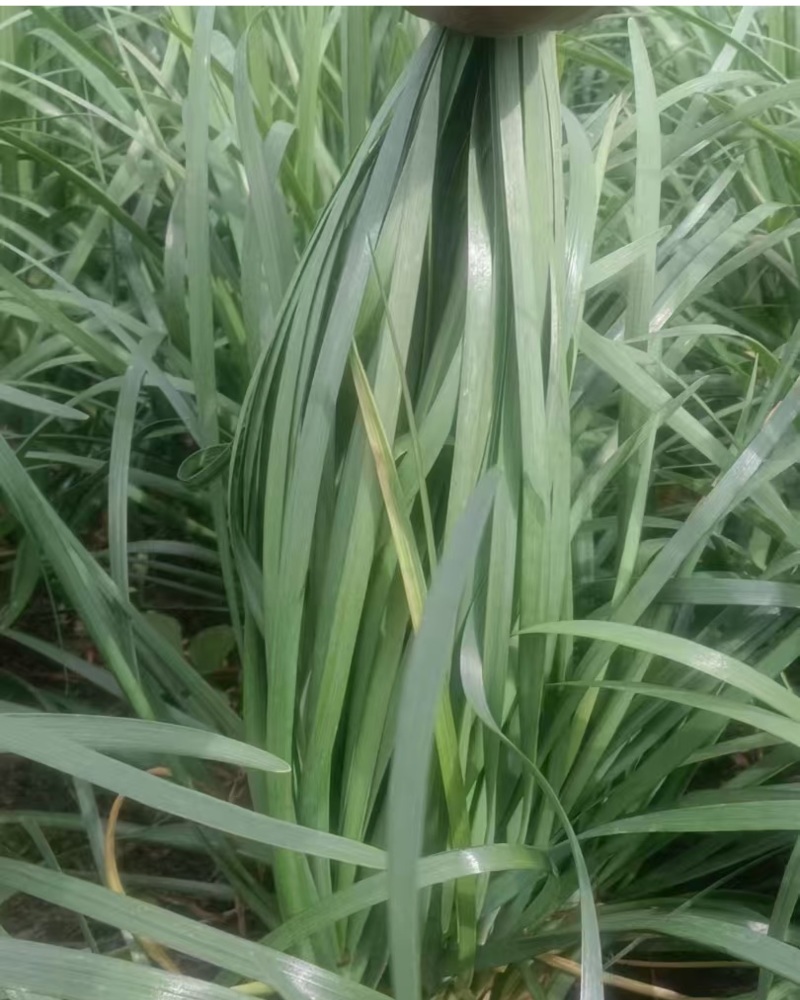 大叶韭菜云南韭菜基地直发量大从优全国发货