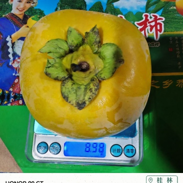 广西脆柿子